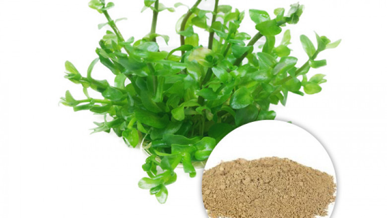 Bacopa monnieri extract powder