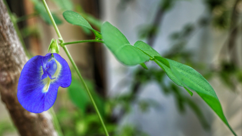 Butterfly Pea Flower Tea Market – Global Industry Analysis and Forecast 2028