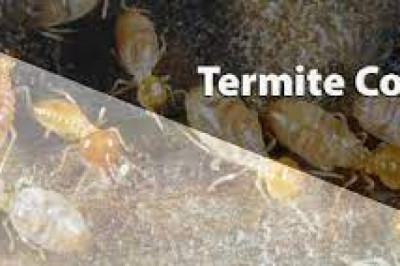 Amazing Termite Control Service in Melbourne 2021