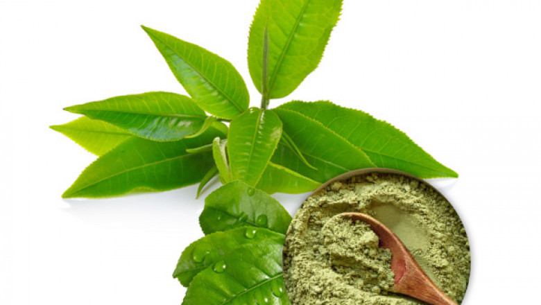 Green Tea Extract Powder