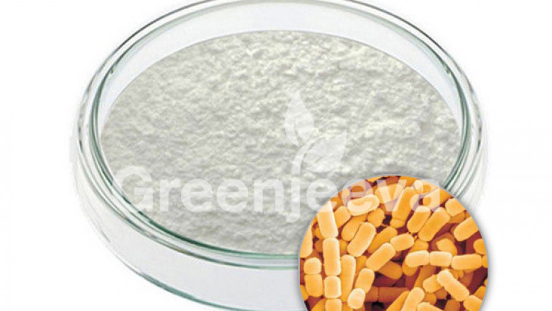 Lactobacillus plantarum powder
