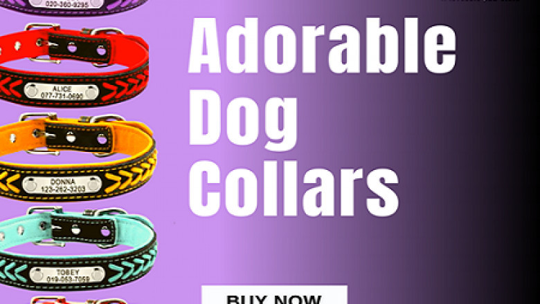 Best pet accessories shop | dog harness