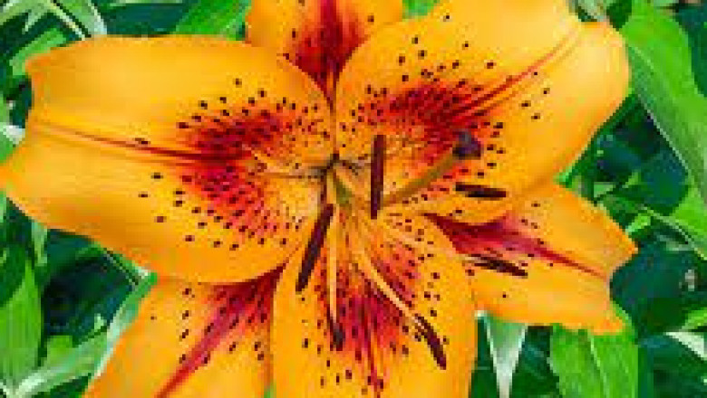 Erotic Services in Vancouver | Erotic Services in Vancouver