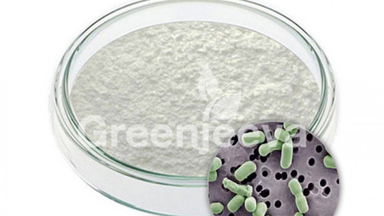 Lactobacillus Rhamnosus Powder