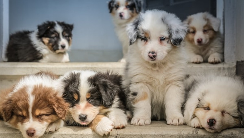 Does the Diet of Your Pet Need to Include Timothy Hay?