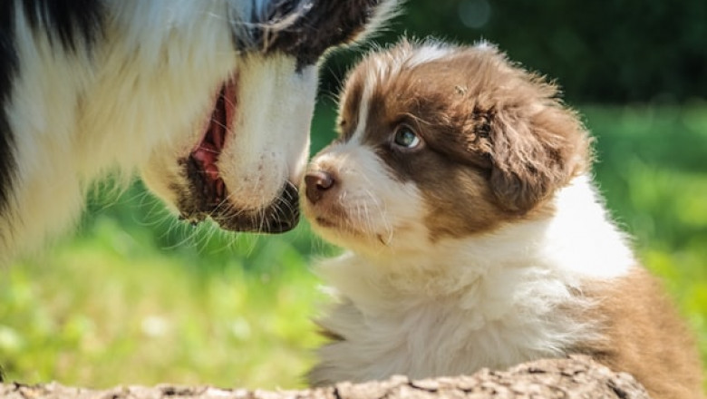 How Can You Find the Best Vegan Dog Food for Your Pet?