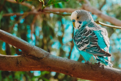 How Important Are Parrot Toys for Your Pet’s Overall Health?