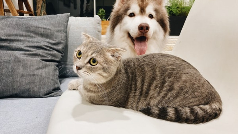 What Is the Most Convenient Method That You Can Use to Get the Best Pet Supplies Sydney?