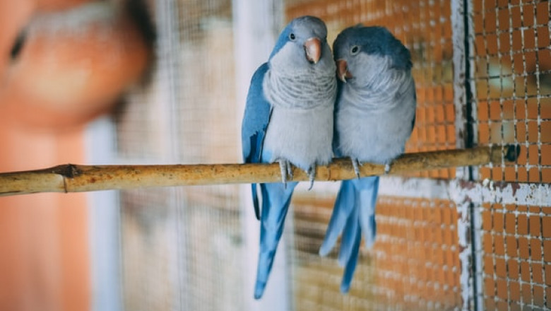 Why Should You Look for Bird Cages Even Before You Acquire a Parrot?