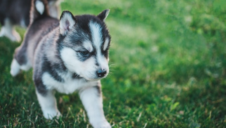 Why Should You Use Only Dog Clippers for Your Pet?