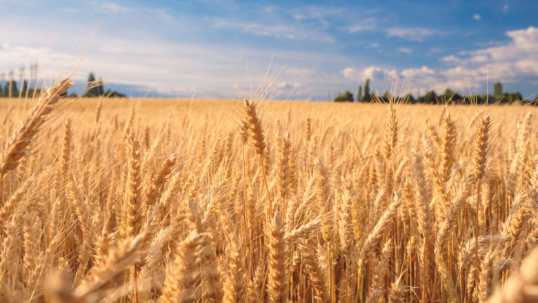 Buy premium wheat flour 10 kg pouch online