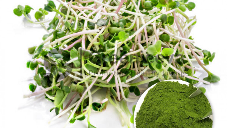 Organic Alfalfa Grass Powder