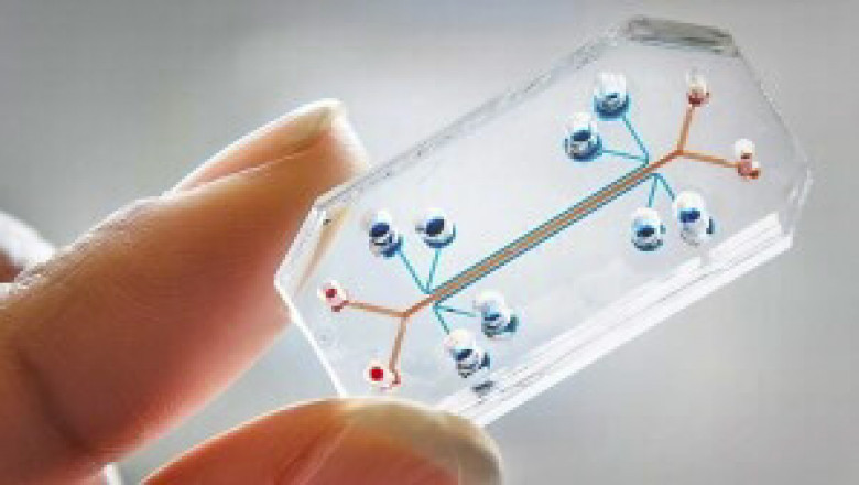 3D Cell Culture High Quality of Culture So that Researchers Can Study a Wide Range of Diseases and Conditions