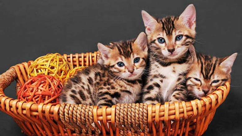 Blueprint Bengal Cats