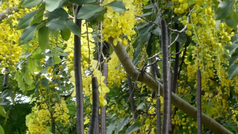 Nitrile Gloves - NewAge Medical Gloves