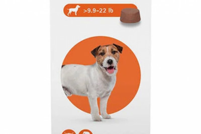 Buy Bravecto for small dogs | flea and tick treatment