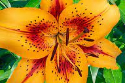 Erotic Services in Penticton | Erotic Services in Penticton