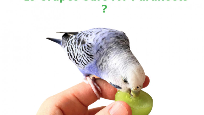 Can Parakeets Eat Grapes? Is It Safe?