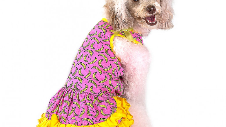 Small Dog Shirts with Attractive Design from Toy Doggie Brand