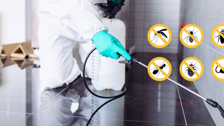 Termite Control Services in Sydney