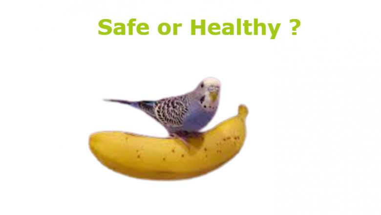 Can Parakeets Eat Bananas? best food for paraket