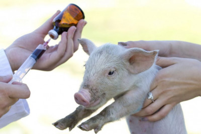 Animal antimicrobials and antibiotics are influenced by the rising cases of zoonotic diseases, such as SARS-CoV-2 induced Covid-19