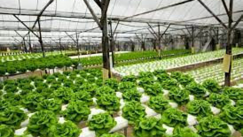 ¿Son los jardines flotantes una solución sostenible al cambio climático?