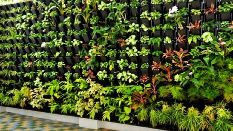 Vertical Landscape Gardening in Delhi.