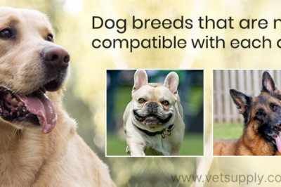 Dog breeds that are most compatible with each other