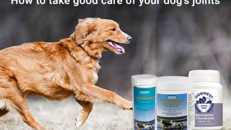How to take good care of your dog’s joints