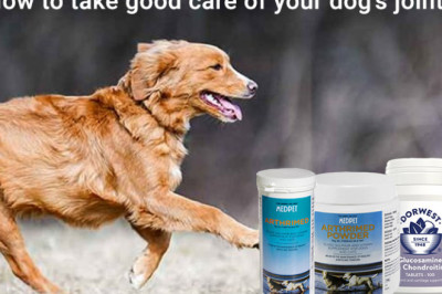 How to take good care of your dog’s joints