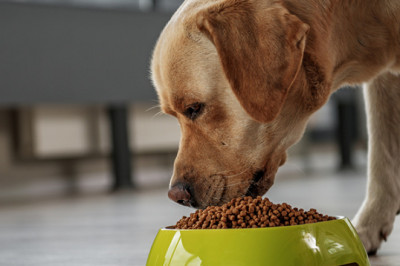 Animal nutrition focuses on the dietary needs of animals, primarily those in agriculture and food production, but also in zoos, aquariums, and wildlife management