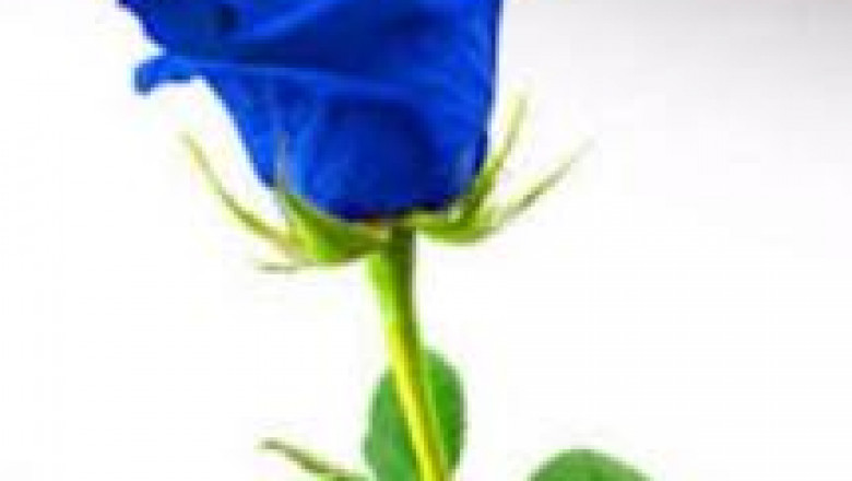 Chicago eroticnuru massage