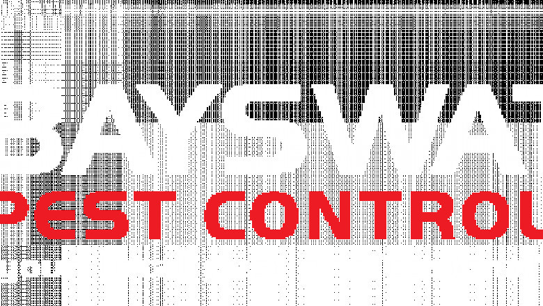 Ant Control & Removal in Melbourne - Bayswater Pest Control