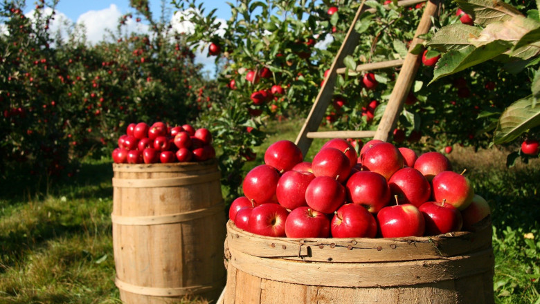 Natural Food Colors Market - Global Industry Analysis 2027