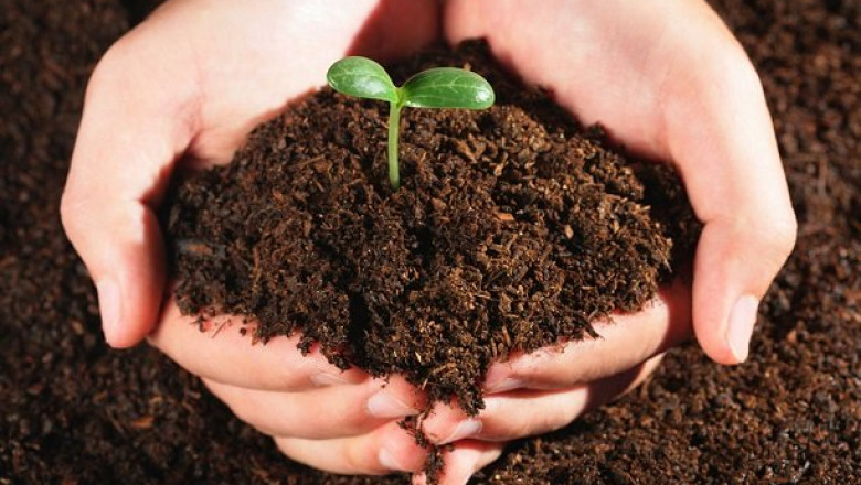 Organic Seed And The Urban Gardener