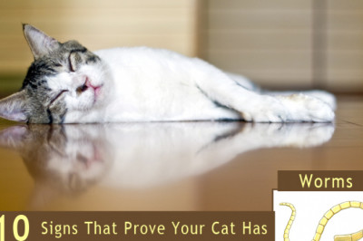 10 Signs That Prove Your Cat Has Worms - BestVetCare