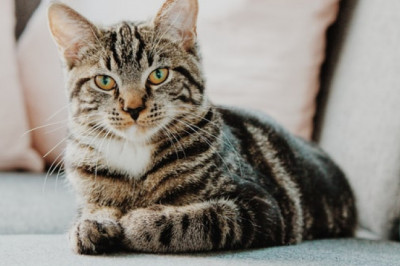 3 Advantages That Crystal Cat Litter Has Over Other Alternatives?