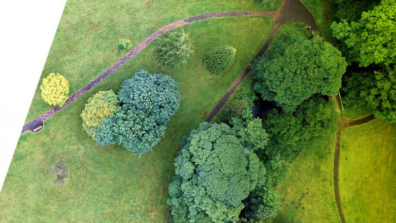 Arboricultural Assessment Auckland