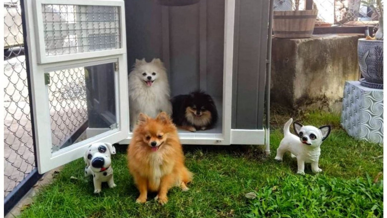 Cat Houses - Best For Pampering Your Pet