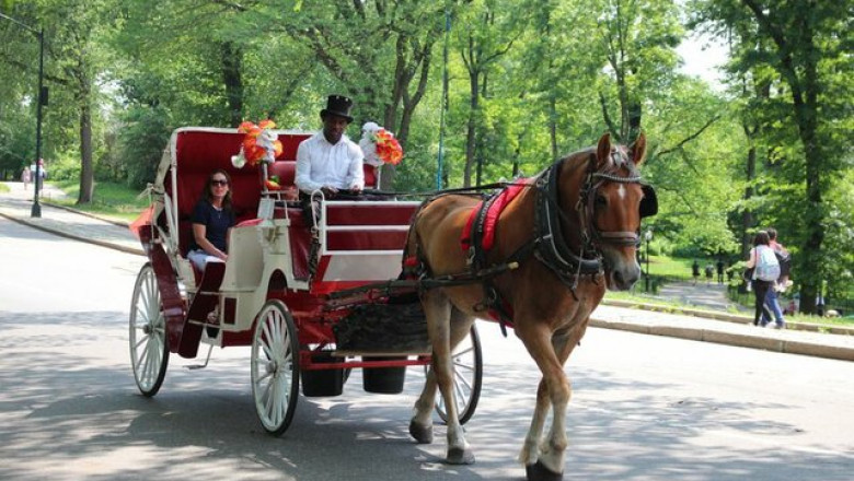 Central Park Horse and Carriage Rides