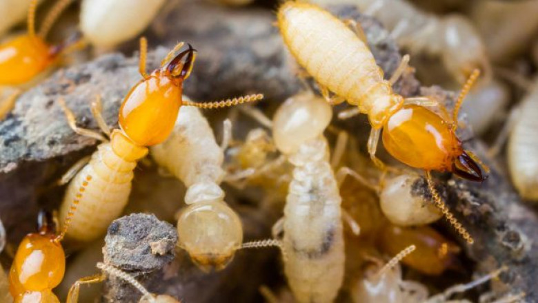 Expanding Demand for Termite Control Products to Augment the Termite Control Market Growth