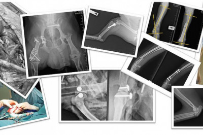 For Veterinarians | Pet orthopedic treatment Singapore