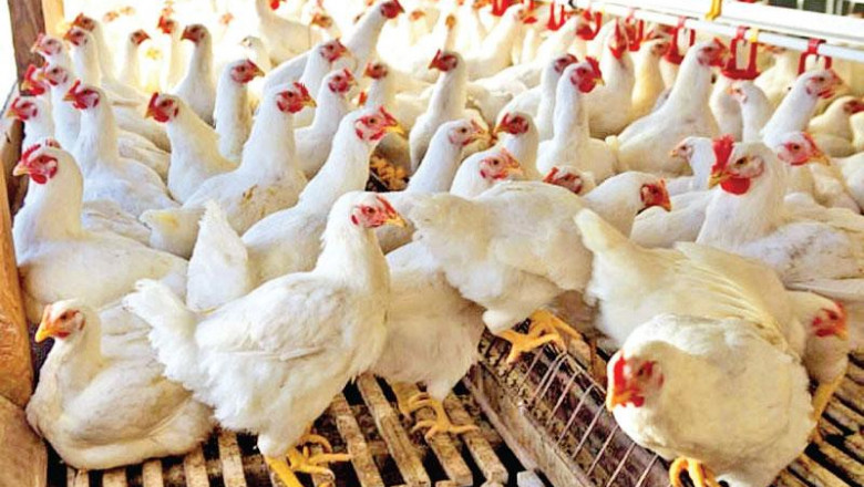 Gumboro Disease (IBD); an Acute, Highly Contagious Viral Infection in Chickens