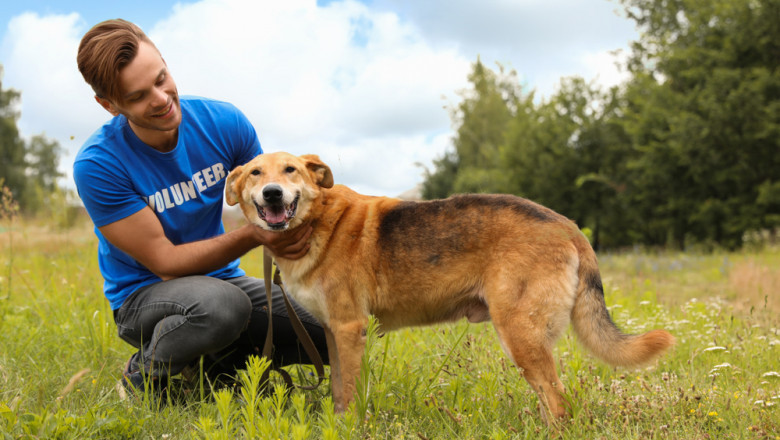 Local Dog Rescues