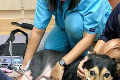 Pet surgeon, Pet animal surgery Doctor in Singapore - Dr Patrick