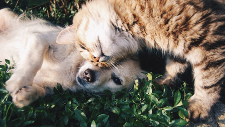 What Are the Advantages and Disadvantages of Puppy Training Pads?