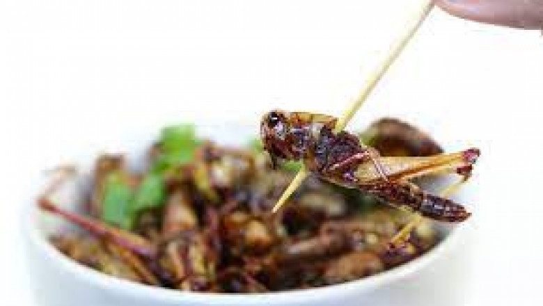 Edible Insects Have Gone Through A Huge Transition From Being Famine Food To A Food Included In The Daily Diet