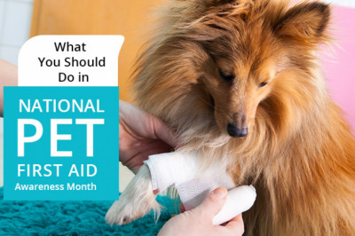 What You Should Do in National Pet First Aid Awareness Month