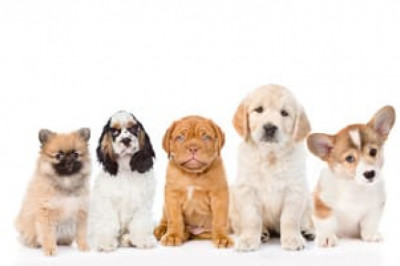 Zaragoza-anuncios clasificados de animales en venta, productos, alimentos, juguetes y accesorios-mascotas